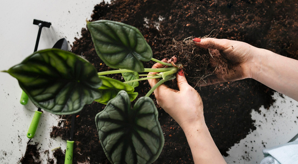 Белые жучки в земле комнатных растений: виды вредителей и способы борьбы с ними0