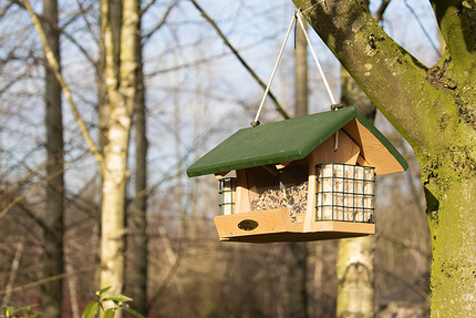 Как создать уютную кормушку для птиц и выбрать для них лучшие лакомства5