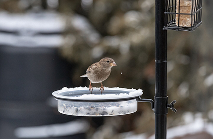 Как создать уютную кормушку для птиц и выбрать для них лучшие лакомства7