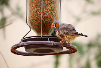 Как создать уютную кормушку для птиц и выбрать для них лучшие лакомства6