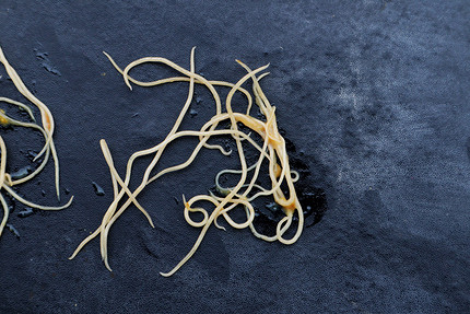 Откройте секреты: как справиться с белыми жучками в домашних растениях7