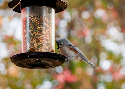 Как создать уютную кормушку для птиц и выбрать для них лучшие лакомства1