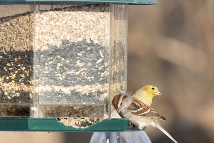 Как создать уютную кормушку для птиц и выбрать для них лучшие лакомства4