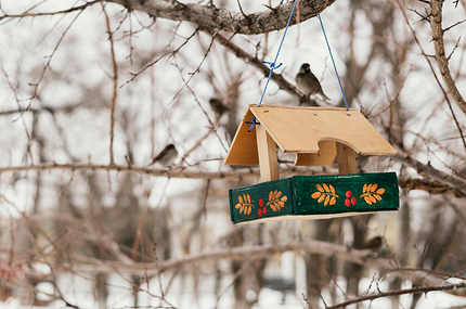 Как создать уютную кормушку для птиц и выбрать для них лучшие лакомства3
